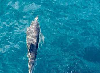 Rent a catamaran in Marina di Portisco - Bali 4.6